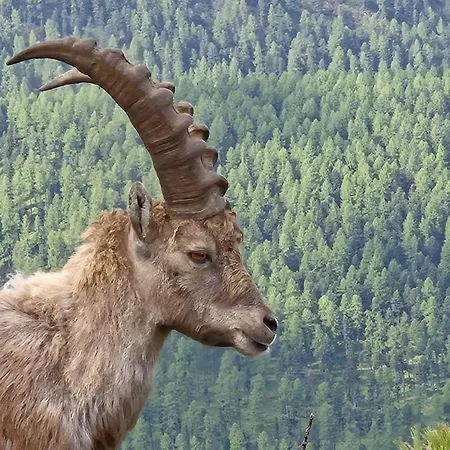 Appartement Chesa Blais 7 *