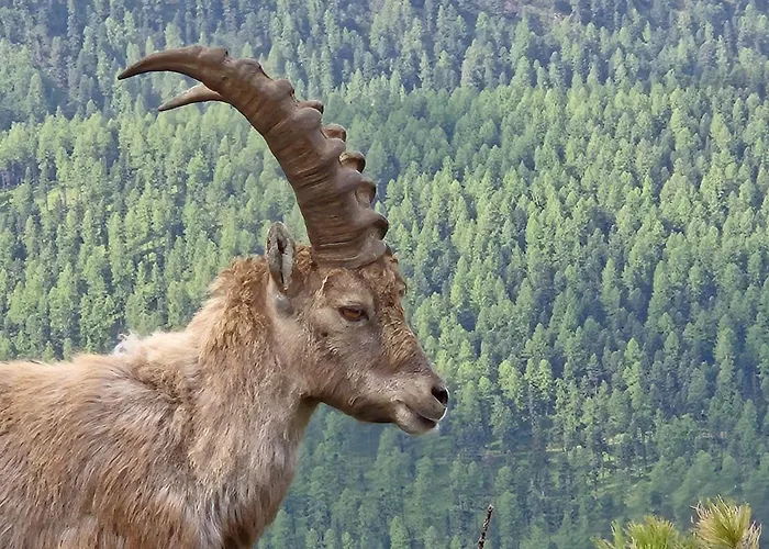 Appartement Chesa Blais 7 *